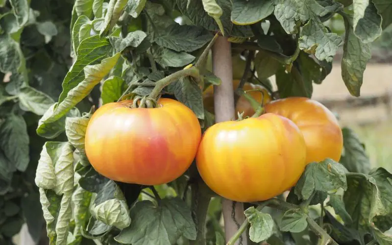 tomato-buffalosun-f1-1.jpg