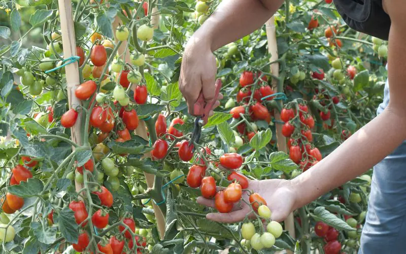 tomato-crazycherry-f1-1.jpg