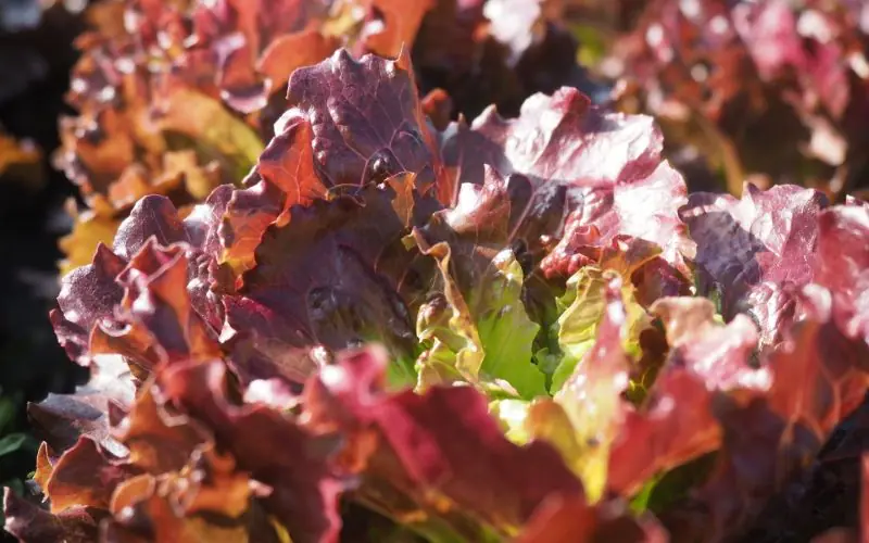 lettuce-florinred-1.jpg