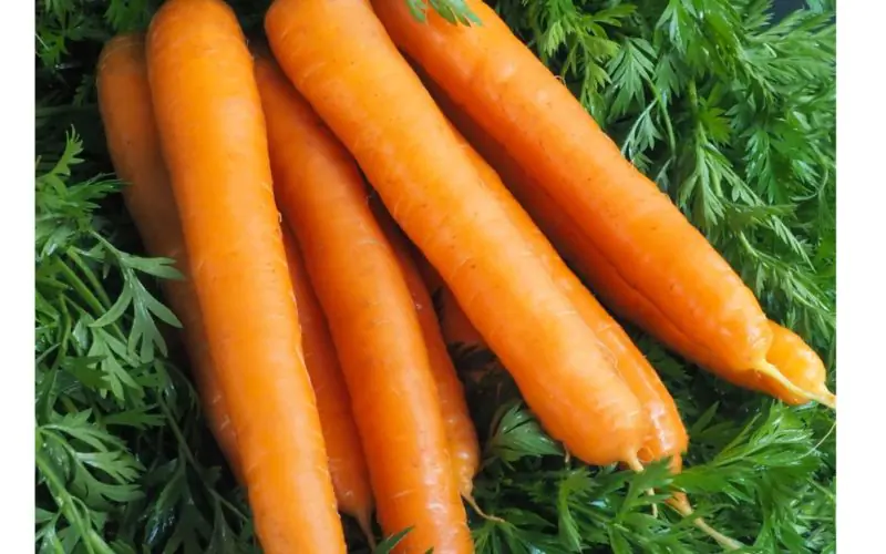 carrot-senior-f1-1.jpg