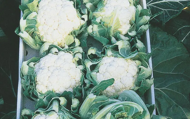 cauliflower-optimist-f1-1.jpg