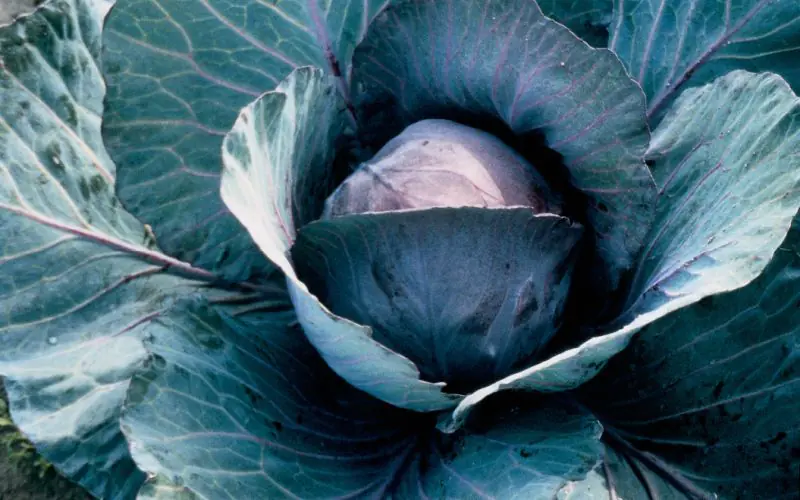 cabbage-redsky-f1-1.jpg
