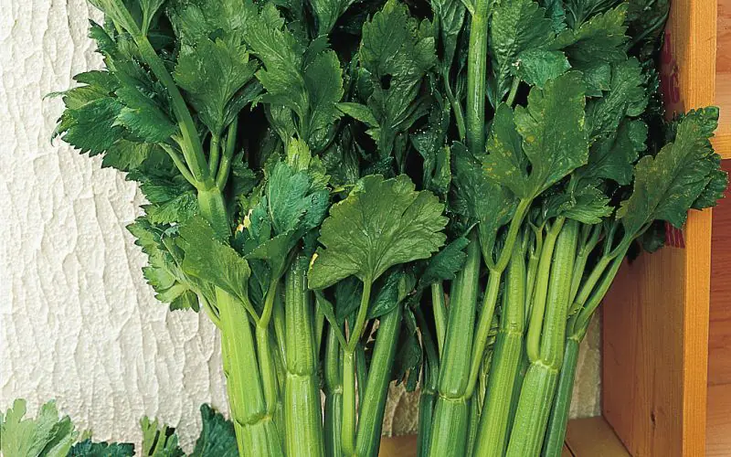 celery-vertdelneraceisel-1.jpg