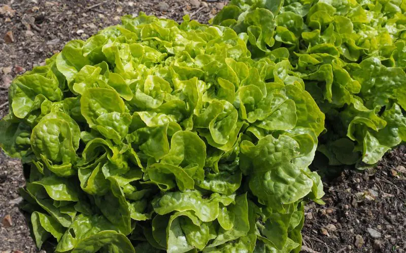 lettuce-kyrio-1.jpg