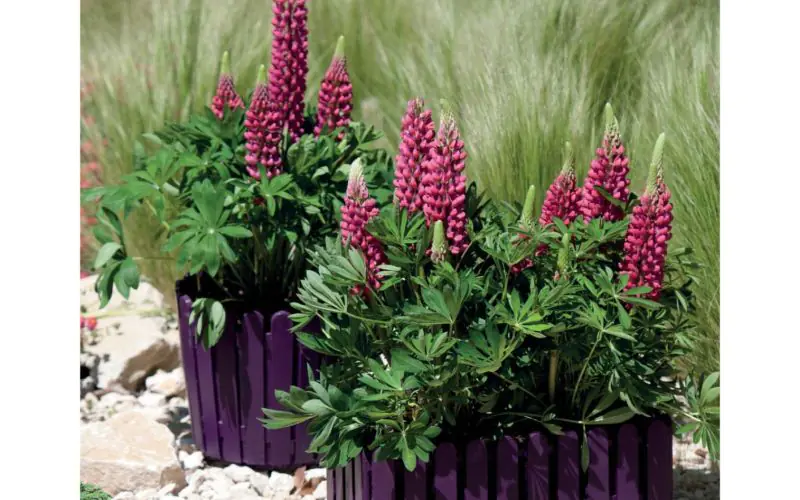 lupine-minigalleryred-1.jpg