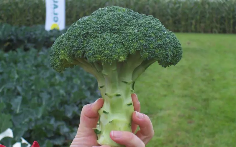 cabbage-koros-f1-2.jpg