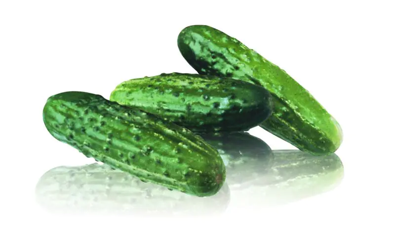 picklingcucumber-regal-f1-3.jpg