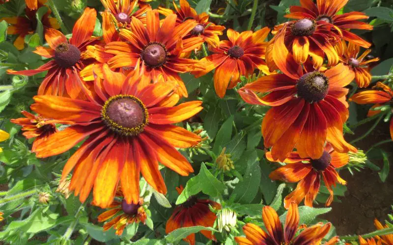 rudbeckia-cappuccino-1.jpg