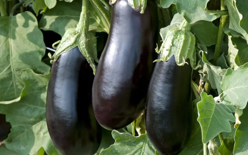 eggplant-classic-1.jpg