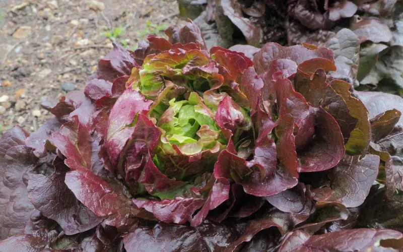 lettuce-florinred-2.jpg