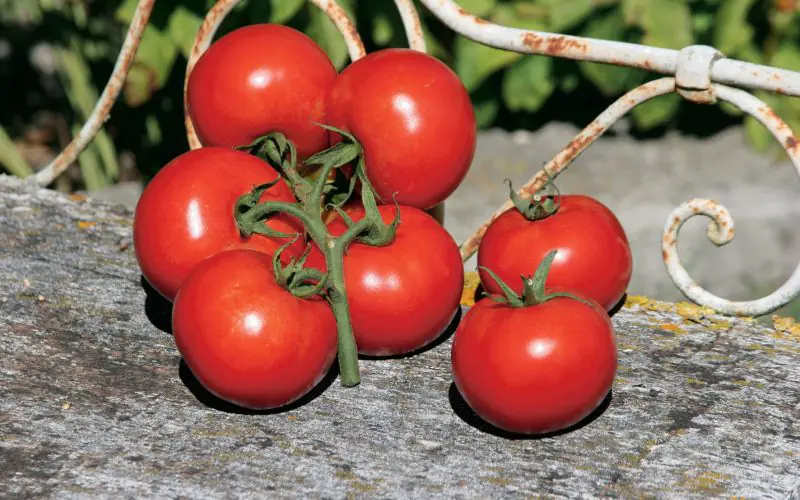 tomato-premio-f1-1.jpg