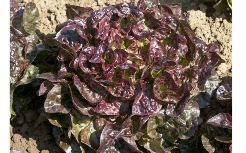 lettuce-saxo-1.jpg