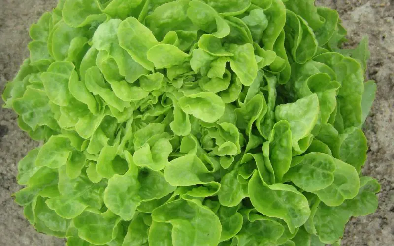 lettuce-kyrio-2.jpg
