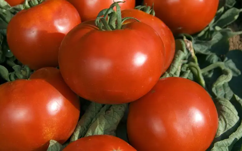 tomato-pyros-f1-1.jpg