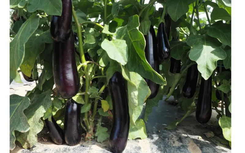 eggplant-kazimir-f1-2.jpg