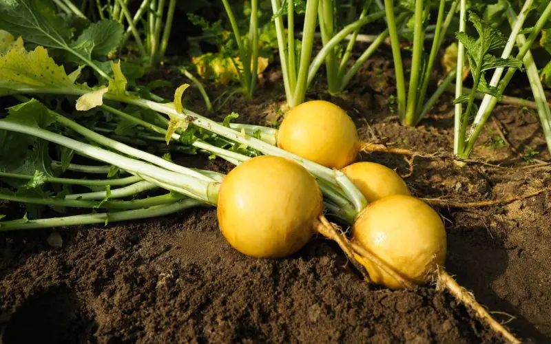 turnip-oregon-f1-1.jpg
