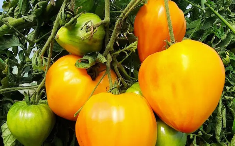 tomato-gourmansun-f1-3.jpg