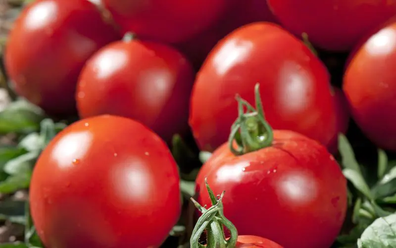 tomato-paola-f1-1.jpg