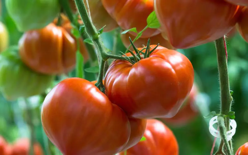 tomato-gourmandia-f1-1.jpg