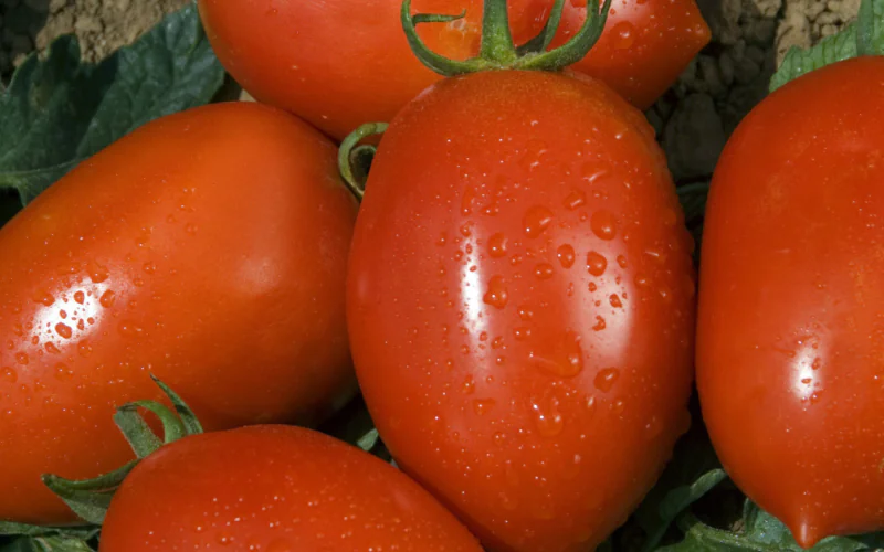 tomato-colibri-f1-1.png