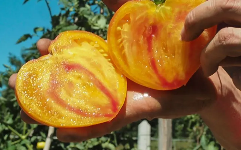 tomato-gourmansun-f1-2.jpg