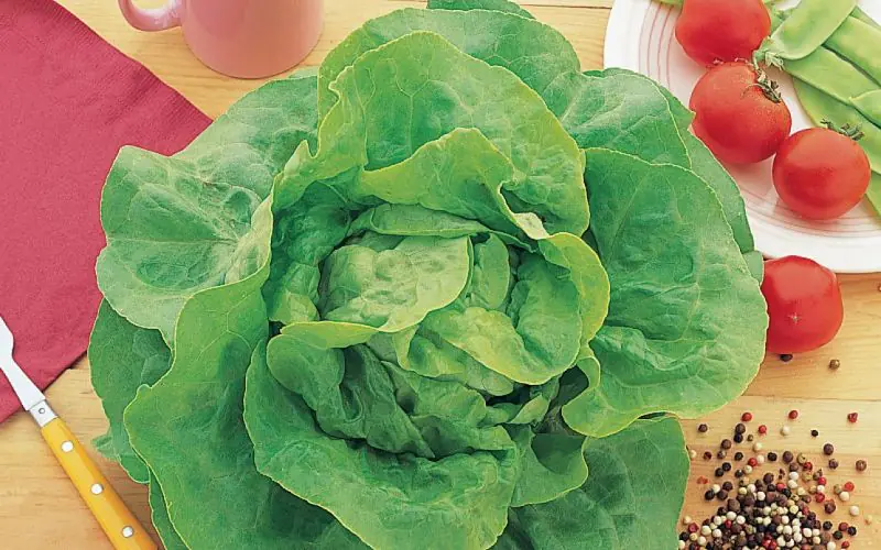 lettuce-appia-2.jpg