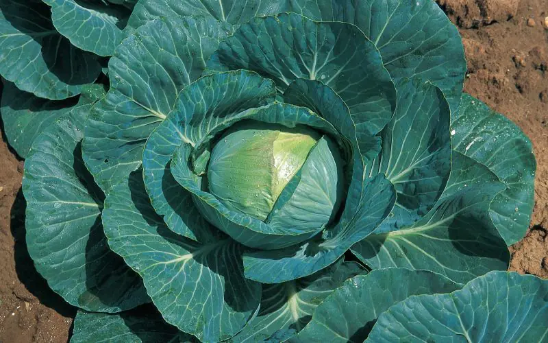 cabbage-consul-f1-1.jpg