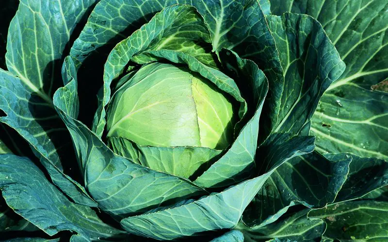 cabbage-sir-f1-1.jpg