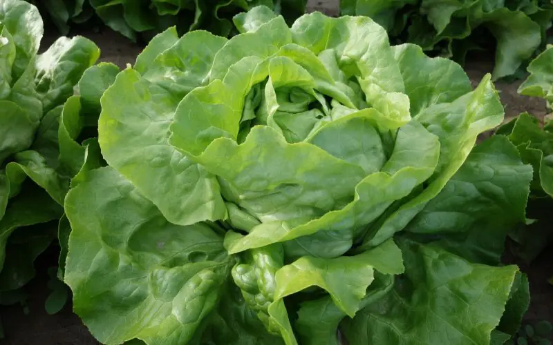 lettuce-adelys-2.jpg