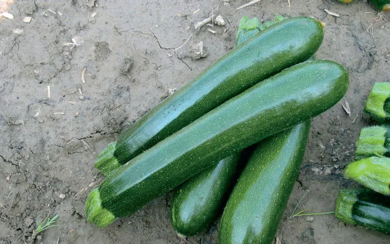 zucchino-primula-1.jpg