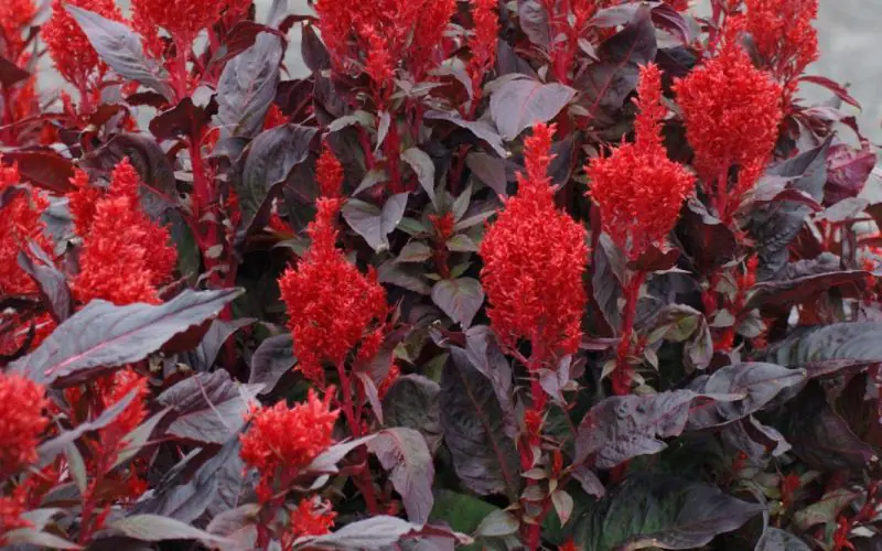 celosia-chinatown-1.jpg