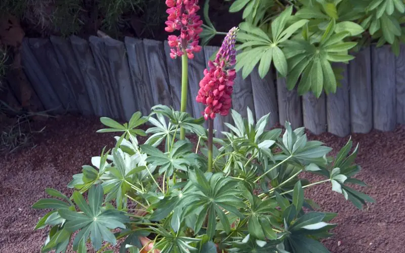 lupine-minigalleryred-1.jpg