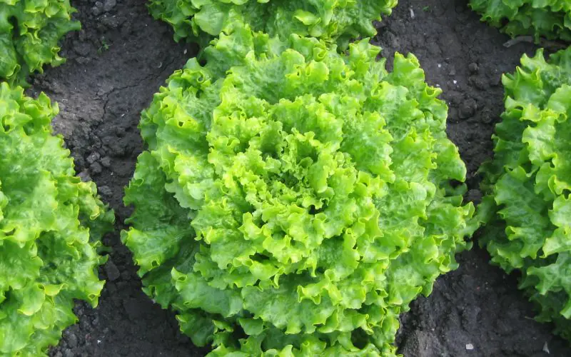 lettuce-melvine-1.jpg