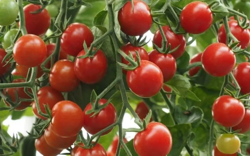 tomato-crokini-f1-2.jpg