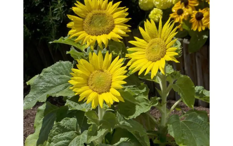 sunflower-suntasticf1goldenyellowwithclearcenter-2.jpg