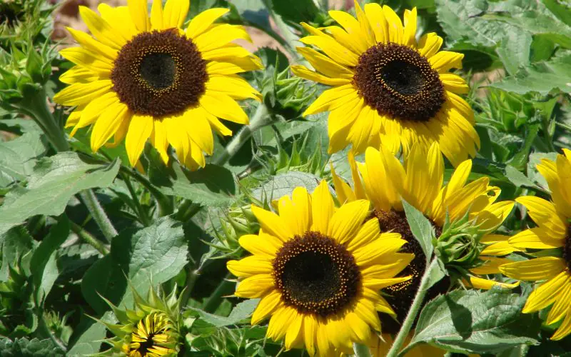 sunflower-waooh-1.jpg