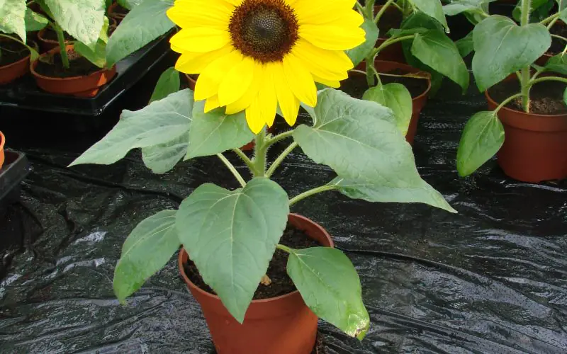 sunflower-suntasticf1goldenyellowwithblackcenter-4.jpg