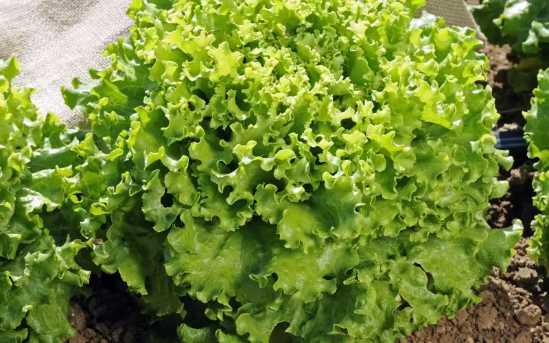 lettuce-florine-1.jpg