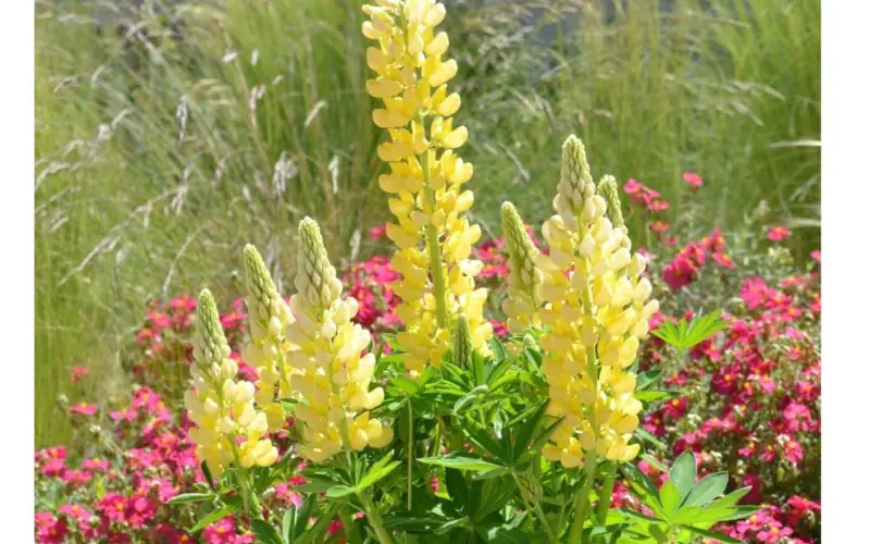 lupine-minigalleryyellow-1.jpg