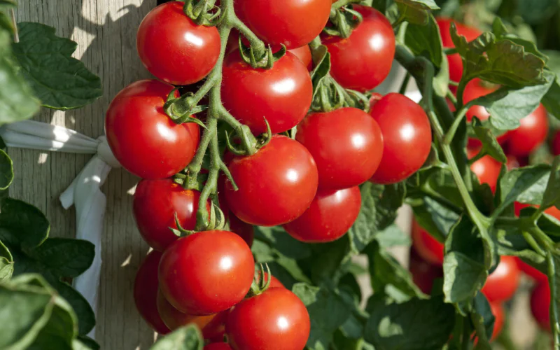 Tomato-Harmony-F1-1.png