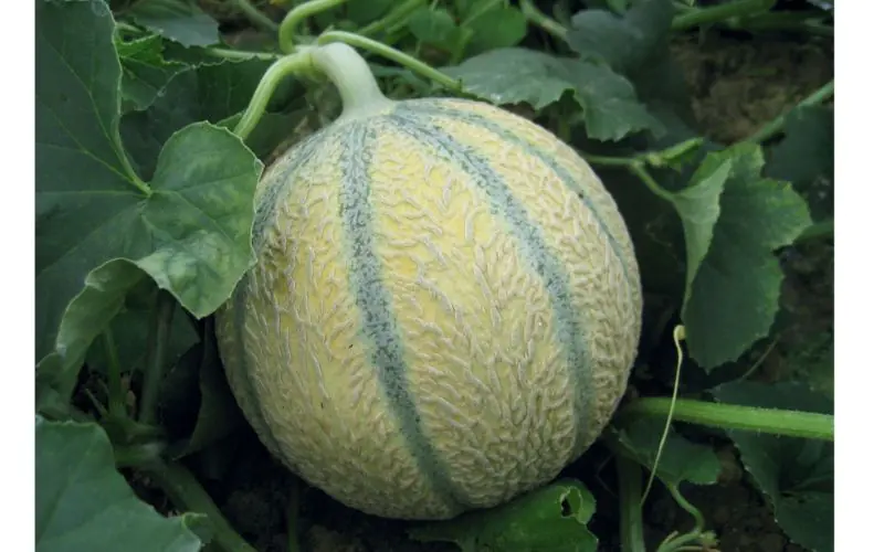 melon-edgar-f1-2.jpg