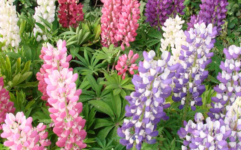 lupine-minigalleryextramix-2.jpg