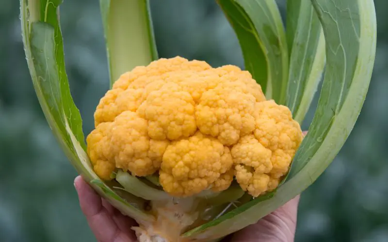 cauliflower-jaffa-2.jpg