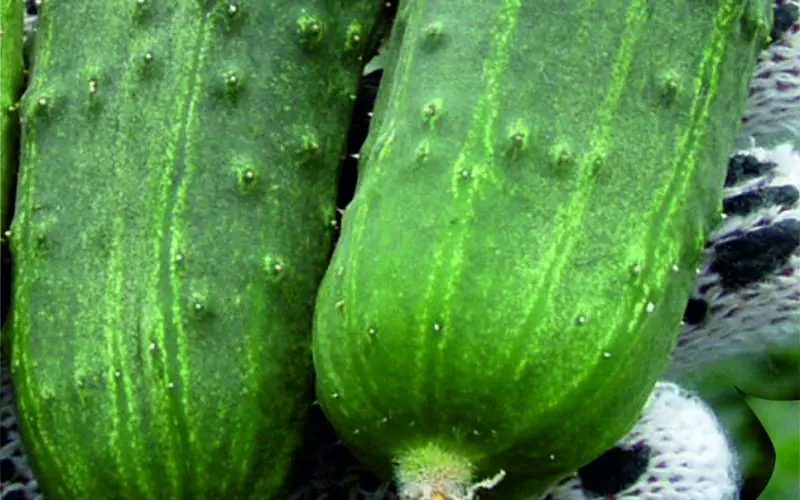 picklingcucumber-regal-f1-2.jpg