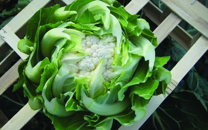 cauliflower-optimist-f1-2.jpg