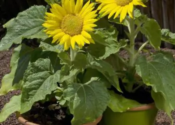 sunflower-suntasticf1goldenyellowwithclearcenter-2.jpg