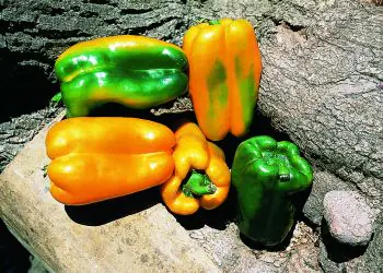 peppersweet-valdor-f1-1.jpg