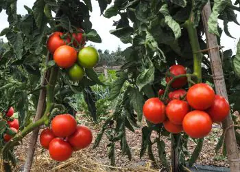 tomato-paoline-f1-2.jpg