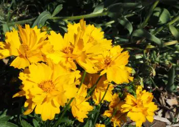 coreopsis-presto-3.jpg