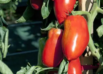 tomato-bellandine-f1-2.jpg